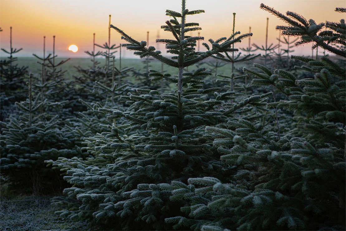 Eine Tannenbaumplantage im Abendlicht. Foto: AdobeStock_Simography2019