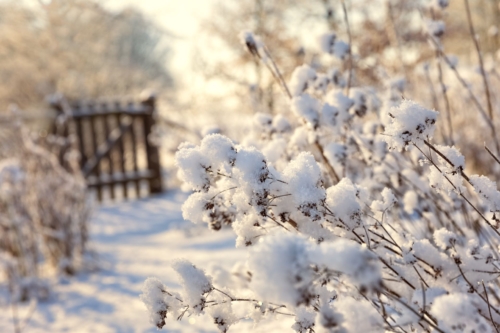 Garten im Winter liegt im Licht der niedrig stehenden Sonne. Im Vordergrund schneebedeckte, verblühte Pflanzen, im Hintergrund ein Holztor.