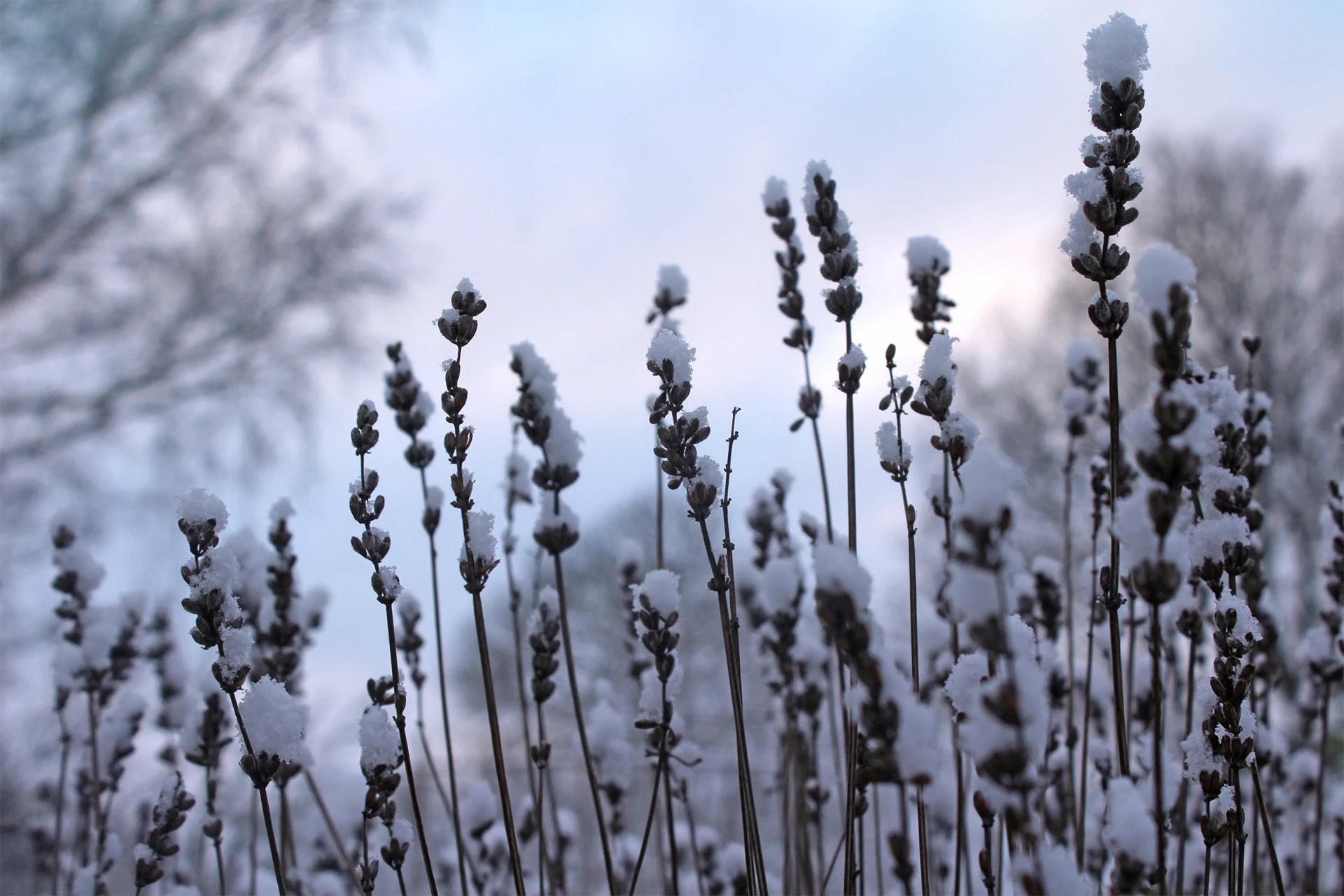 Lavendel überwintern Tipps für Beet und Topf GartenFlora