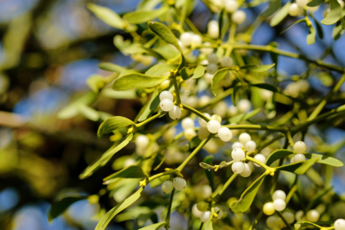 Nahaufnahme einer Mistel mit weißen Beeren in einem Baum. Foto: AdobeStock_Dagmar Gärtner