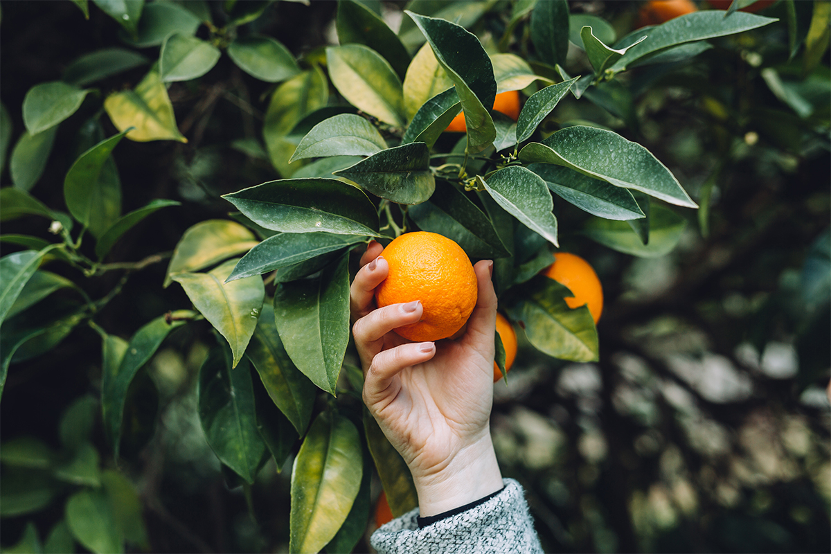 Orange wird zum Orangenschalen trocknen gepflückt  [Foto: AdobeStock_Eduard]