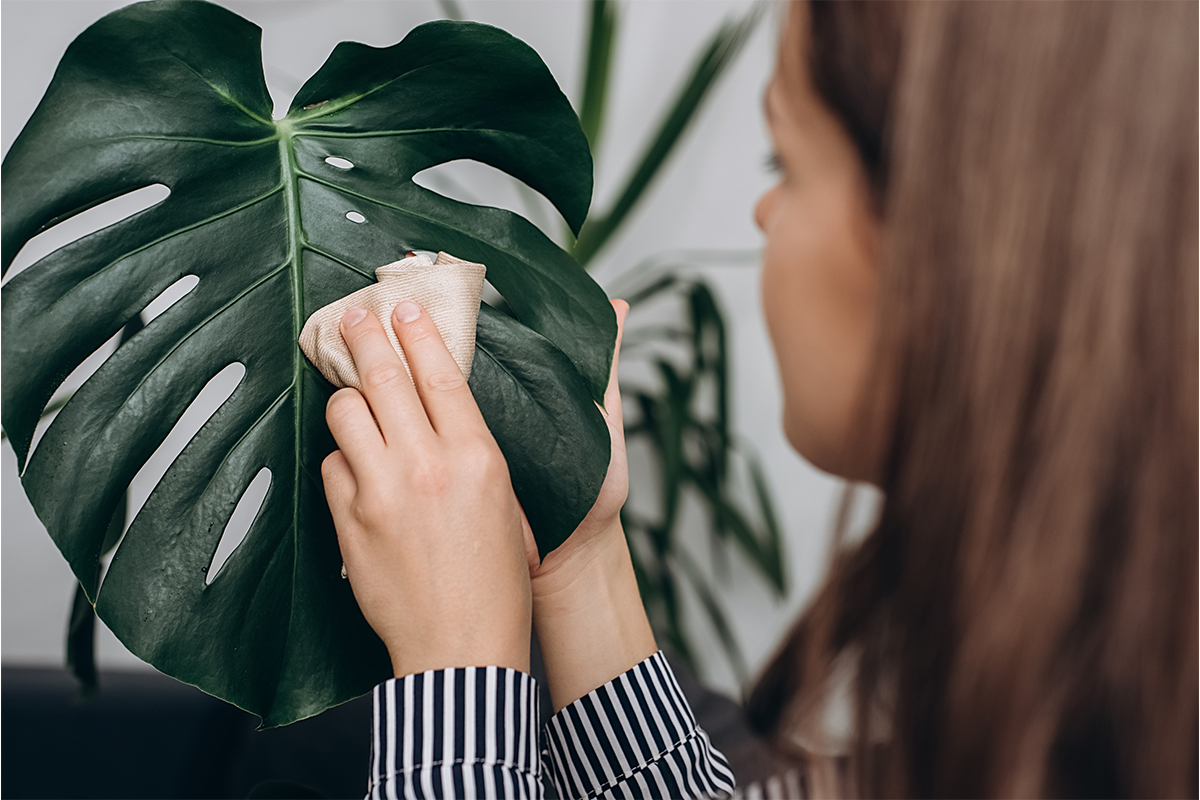 Pflanzen mit einem Tuch entstauben [Foto: AdobeStock_Yura Yarema]