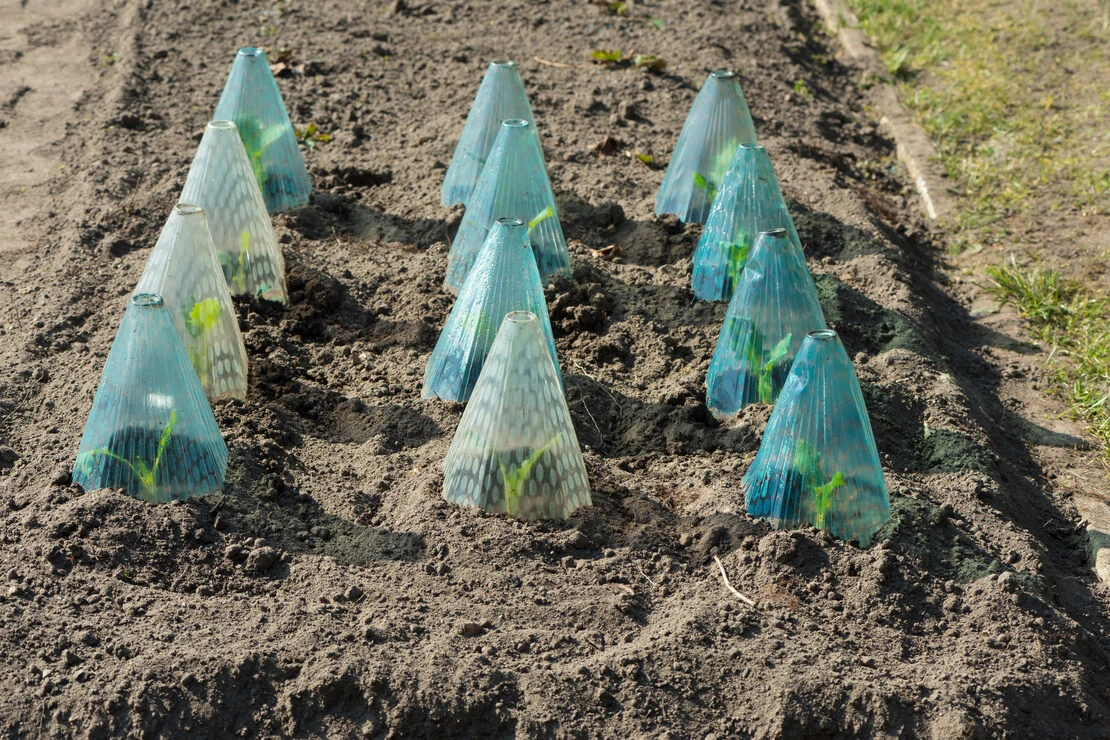 Mit Abdeckungen aus Plastik geschützte Gemüsepflanzen. Foto: AdobeStocK_Almgren