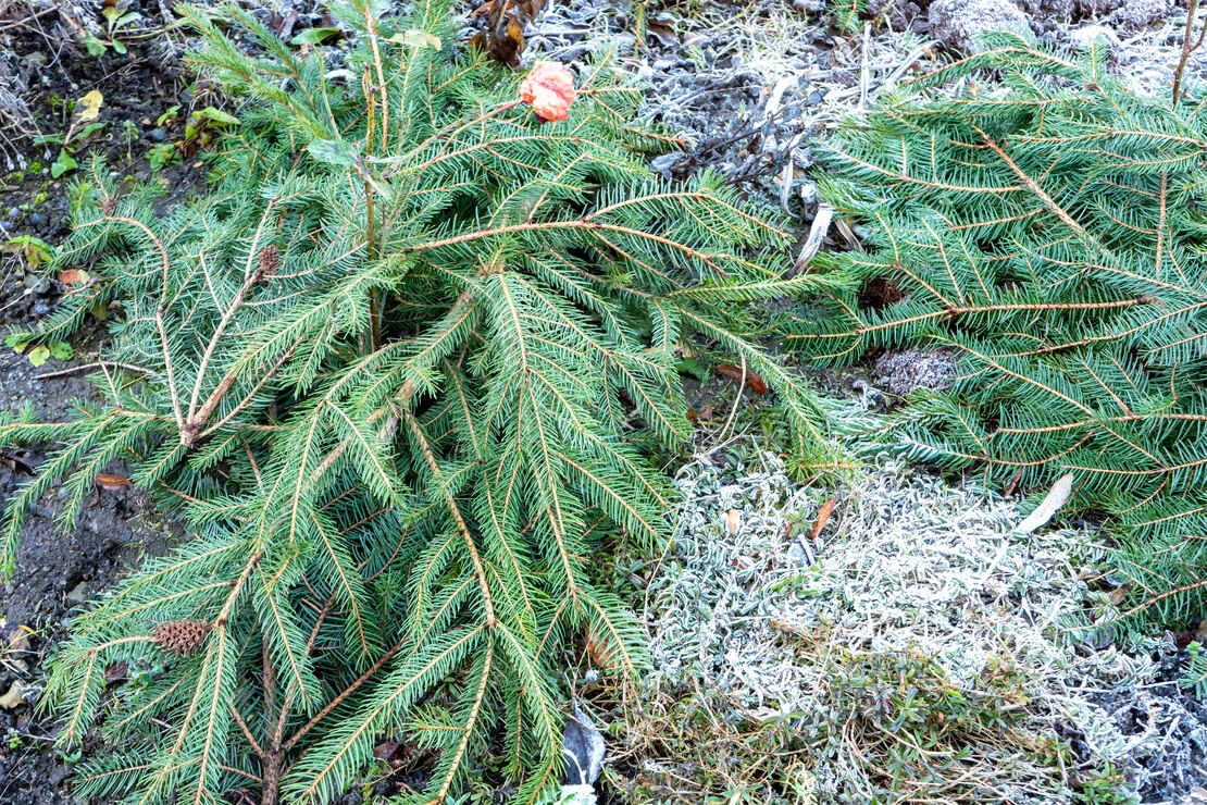 Pflanzen vor Frost schützen: Tannenzweige auf einem Beet verteilt. Foto: AdobeStock_Animaflora PicsStock