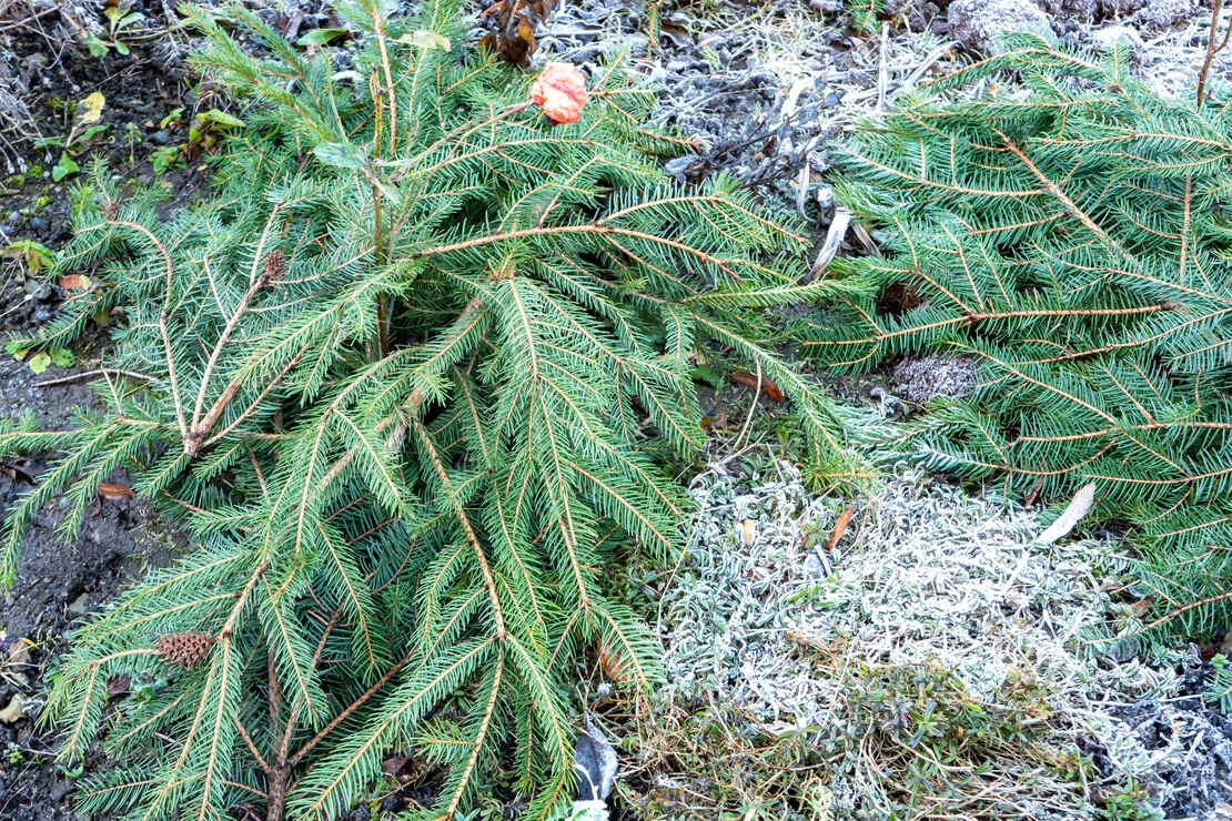 Pflanzen vor Frost schützen: Einfache Maßnahmen