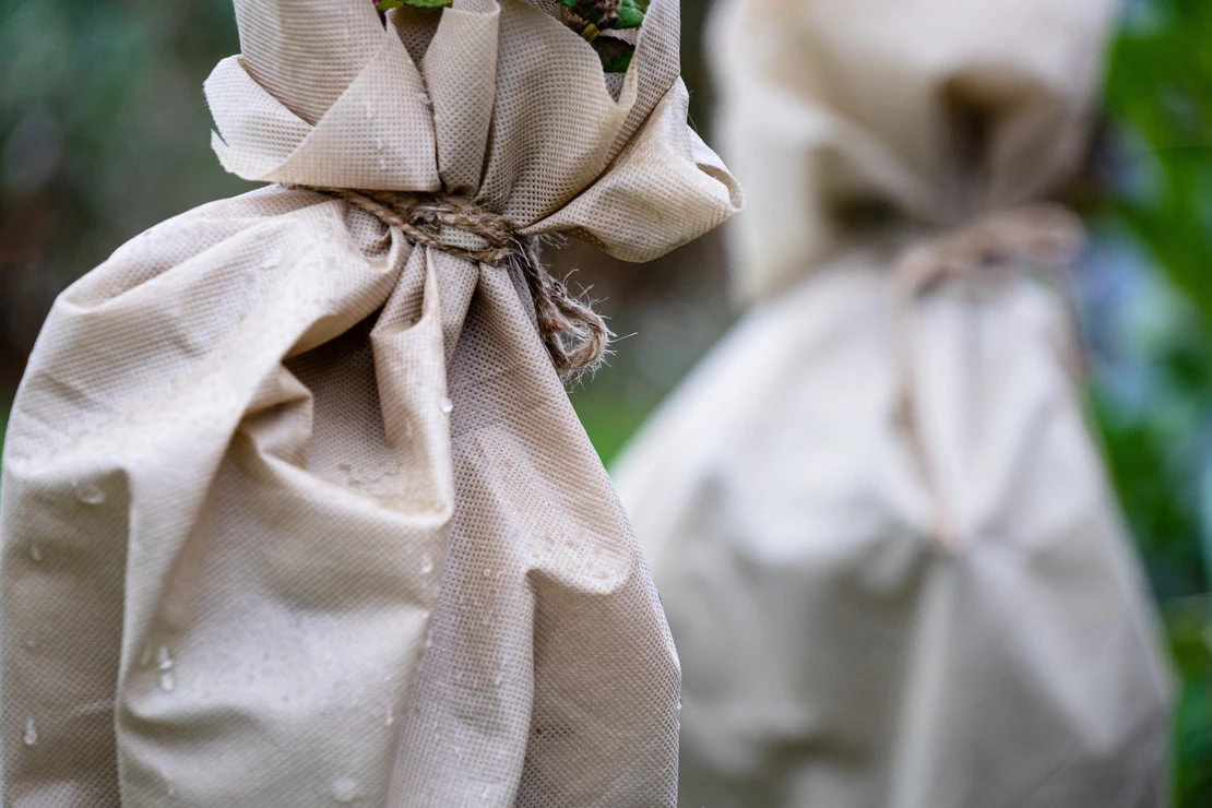 Pflanzen vor Frost schützen: Zwei mit Jute umwickelte Sträucher. Foto: AdobeStock_Richard