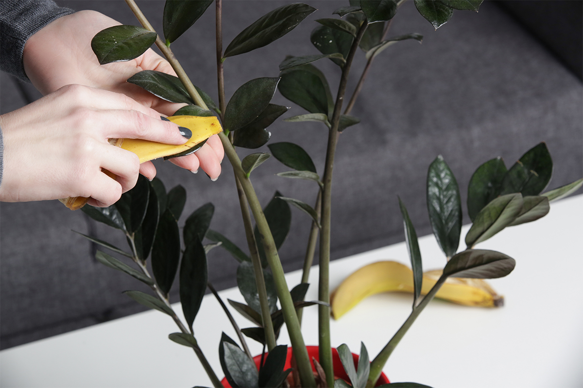 Pflanzeblätter reinigen und mit Bananenschalen einreiben [Foto: AdobeStock_Triocean]