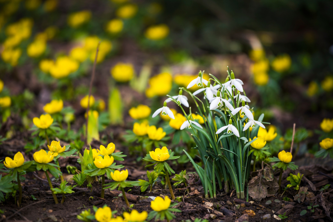 Schneeglöckchen und Winterlinge wachsen auf einem laubbedeckten Boden. Foto: AdobeStock_OE993