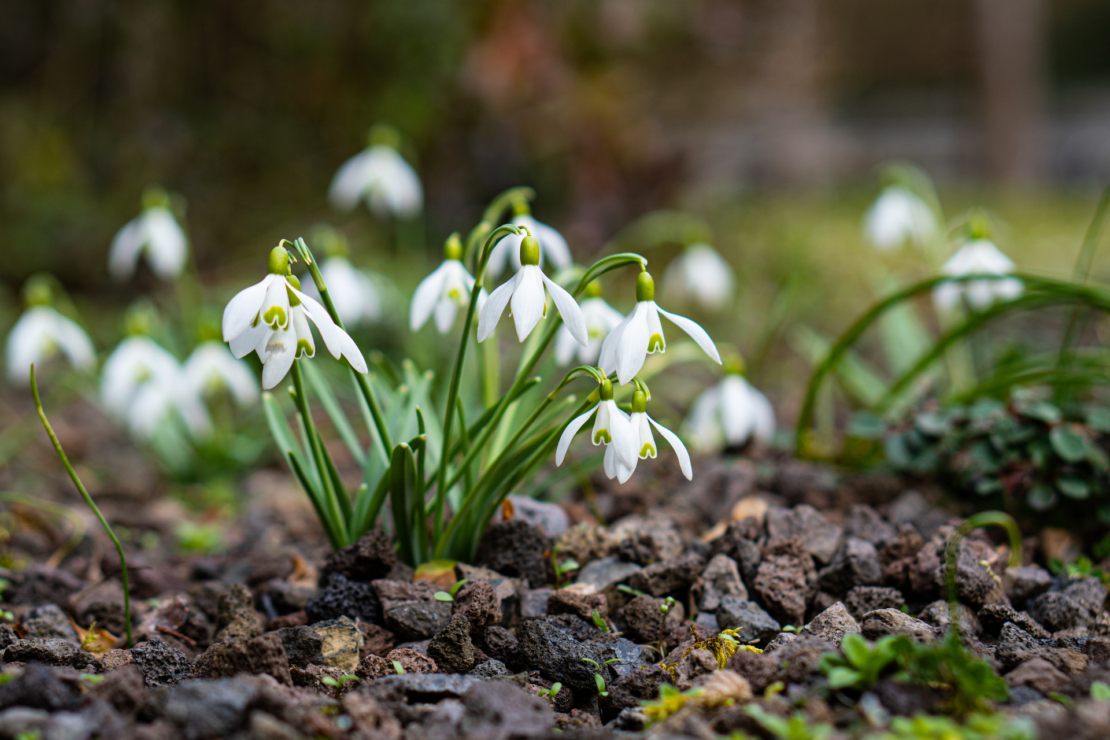 Blühende Schneeglöckchen wachsen auf Gartenboden, der mit Rindenmulch bedeckt ist. Foto: AdobeStock_Ovidiu-Nicolae