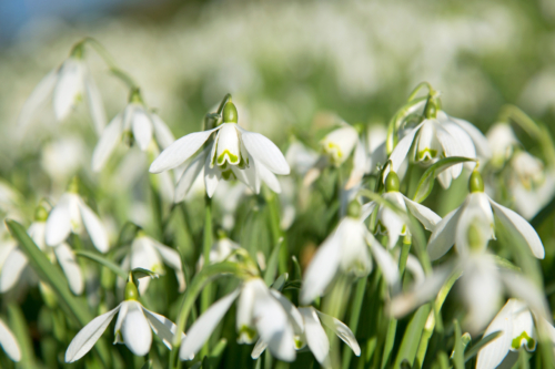 Viele Schneeglöckchen, dicht an dicht wachsend, in der Nahaufnahme. Foto: AdobeStock_Janina_PLD