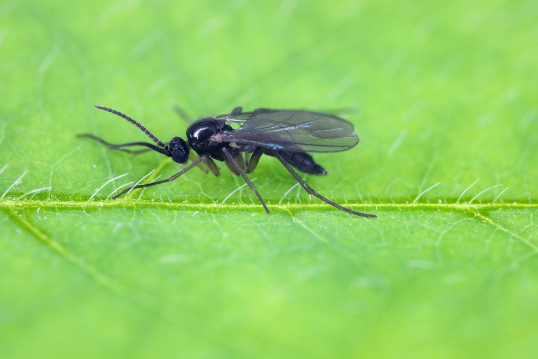 Trauermücken bekämpfen So geht’s richtig GartenFlora