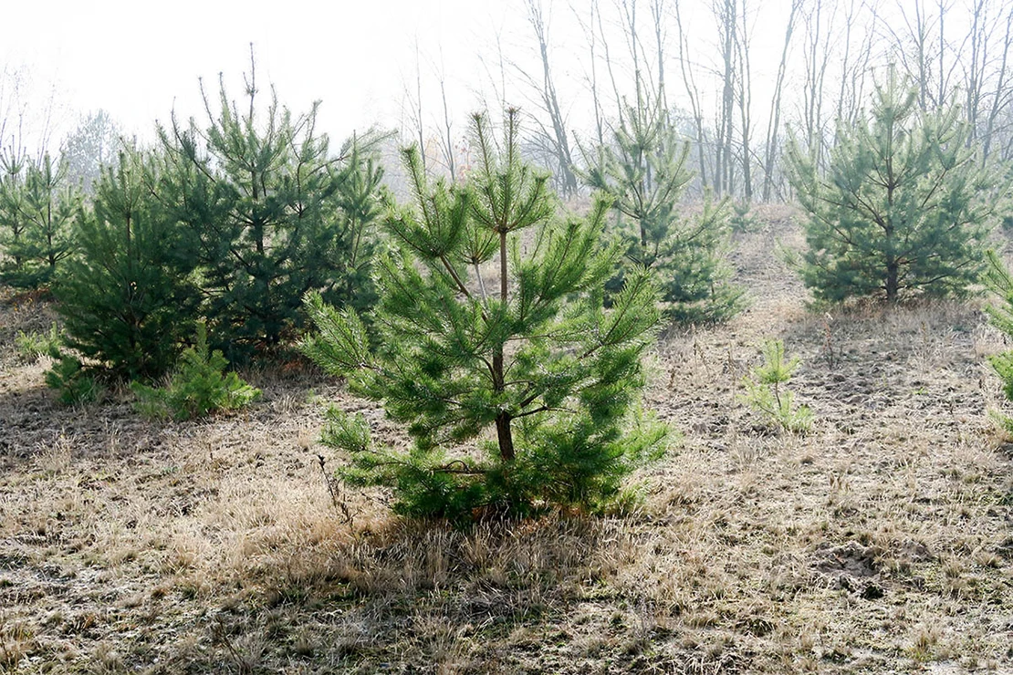 Weihnachtsbaum: Feld mit jungen Koniferen im Winter. Foto: AdobeStock_Fotoak80