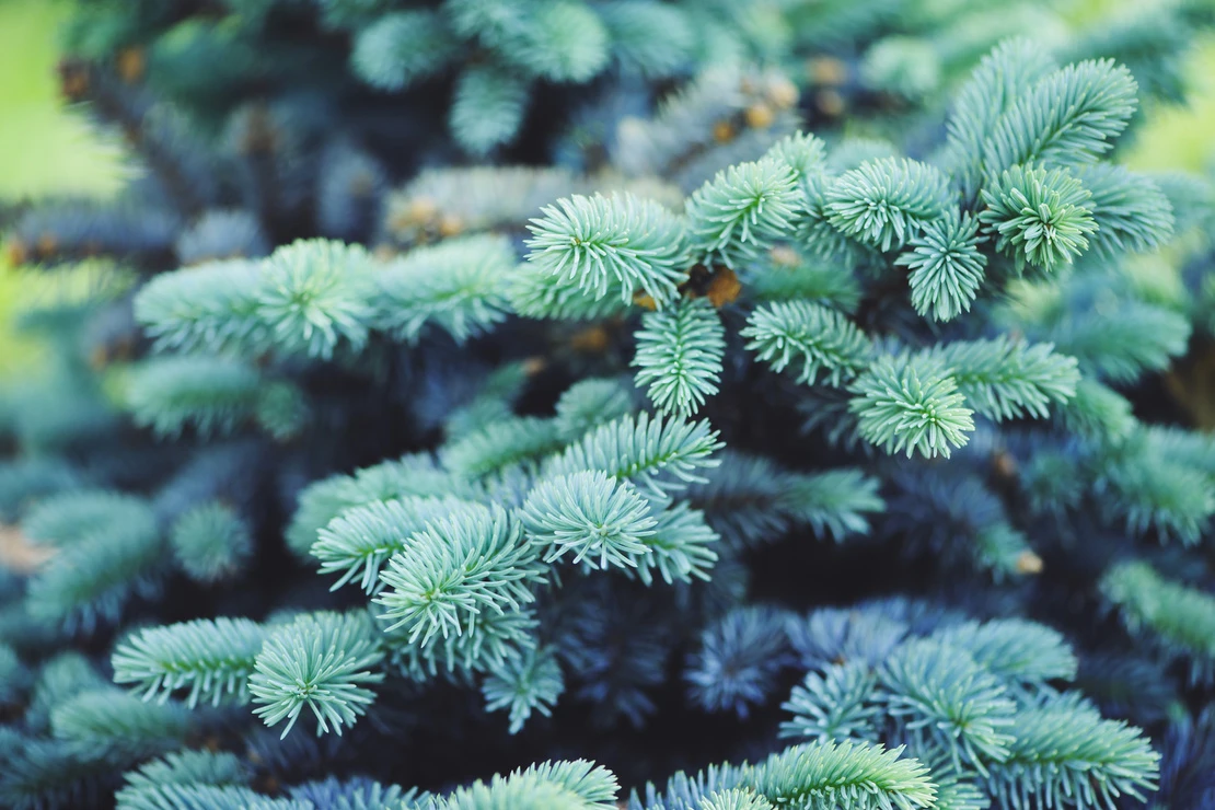 Weihnachtsbaum: Blaufichte in der Nahaufnahme. Foto: AdobeStock_mashiki