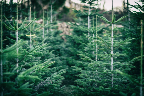 Weihnachtsbaumplantage. Foto: AdobeStock_mpix-foto]