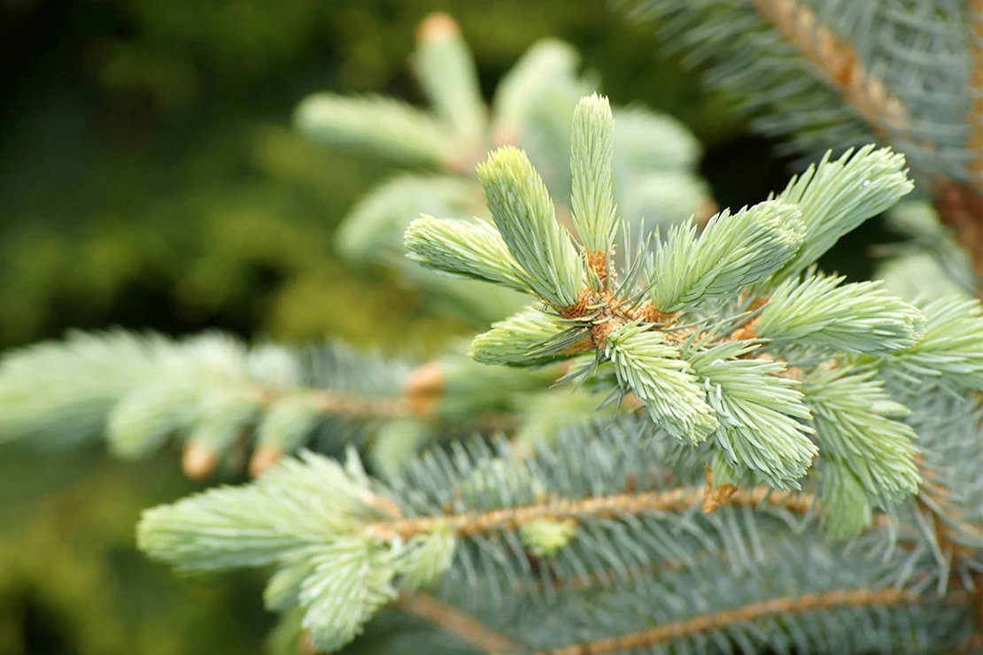 Weihnachtsbaum: Edeltanne in der Nahaufnahme. Foto: AdobeStock_zeralein