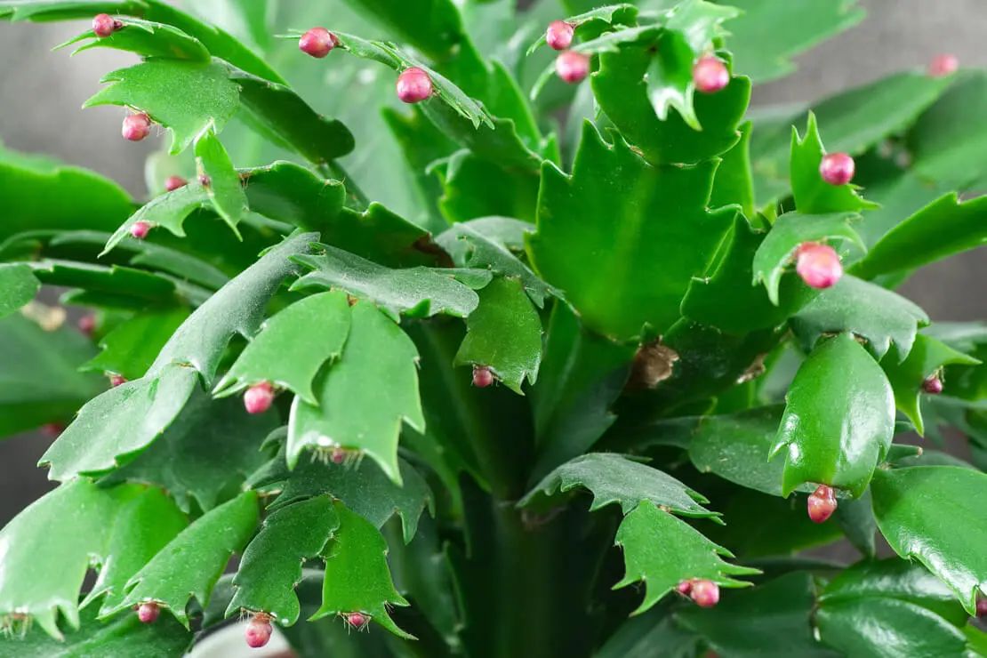 Weihnachtskaktus mit geschlossenen Knospen. Foto: AdobeStock_Krzysztof
