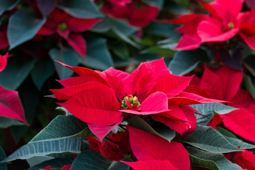 Weihnachtsstern mit roten Hochblättern. Foto: AdobeStock_Andrea Izzotti