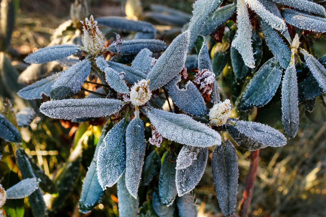 Winterhärtezonen Deutschland: Mit Frost bedeckte Rhododendronblätter. Foto: AdobeStock_agneskantaruk