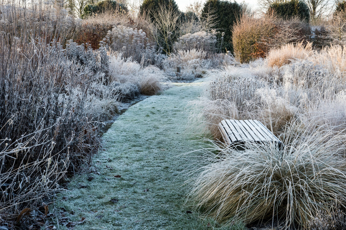 Winterhärtezonen: Ein mit Frost bedeckter Garten: in der Mitte ein Gartenweg, links und rechts Staudenbeete. Foto: AdobeStock_wiert