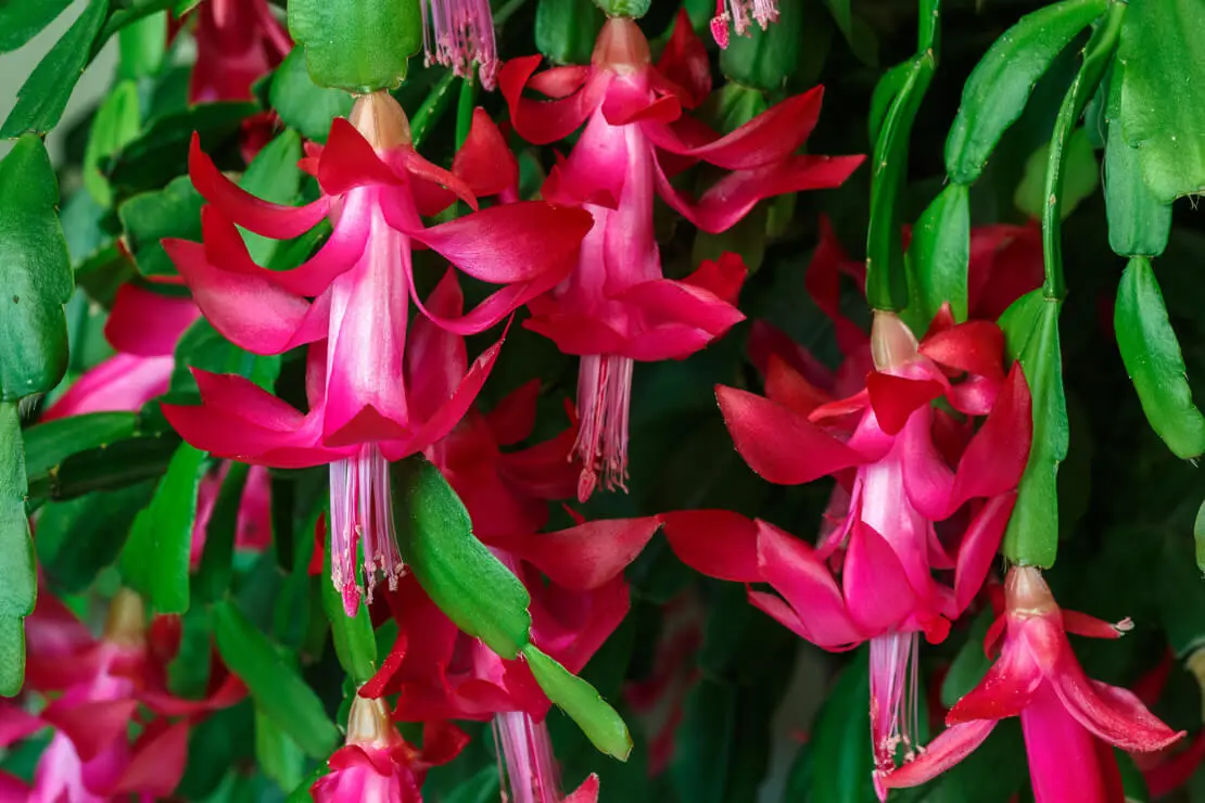 Nahaufnahme eines rotblühenden Weihnachtskaktus. Foto: AdobeStock_LFRabanedo