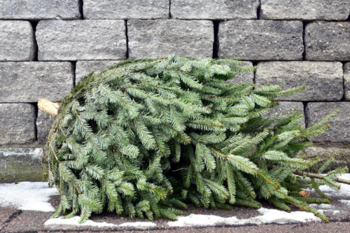 Ein alter Weihnachtsbaum liegt am Straßenrand.