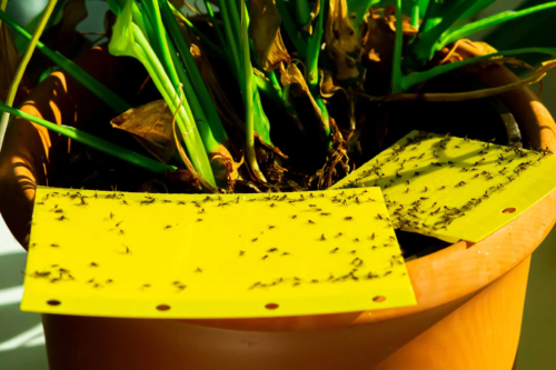 Zu sehen ist ein Blumentopf, in dessen Erde Gelbtafeln gesteckt sind. An ihnen kleben bereits viele Fliegen.