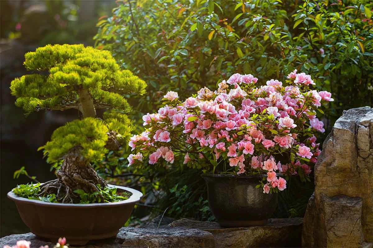 Kamelie in einem Kuebel in einem Garten bei goldenem Licht [Foto: AdobeStock_Inna]
