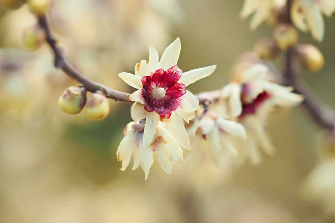 Strauch mit weißen, sternförmigen Blüten und roter Blütenmitte. Foto: AdobeStock_atiger