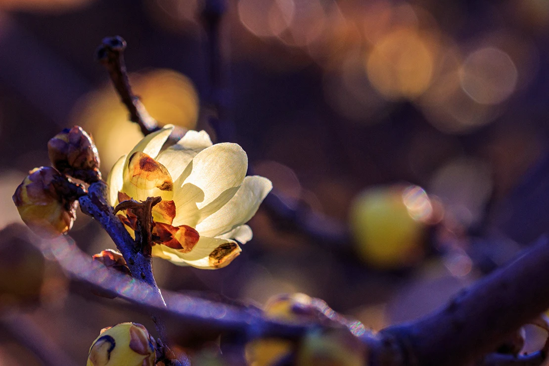 Chinesische Winteblüte: Eine Blüte in Hellgelb an einem sonst kahlen braunen Zweig. Foto: AdobeStock_SHINICHI