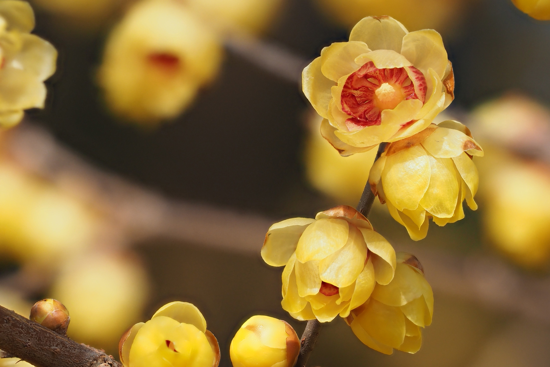 Chinesische Winterblüte Von Pflanzung bis Pflege GartenFlora