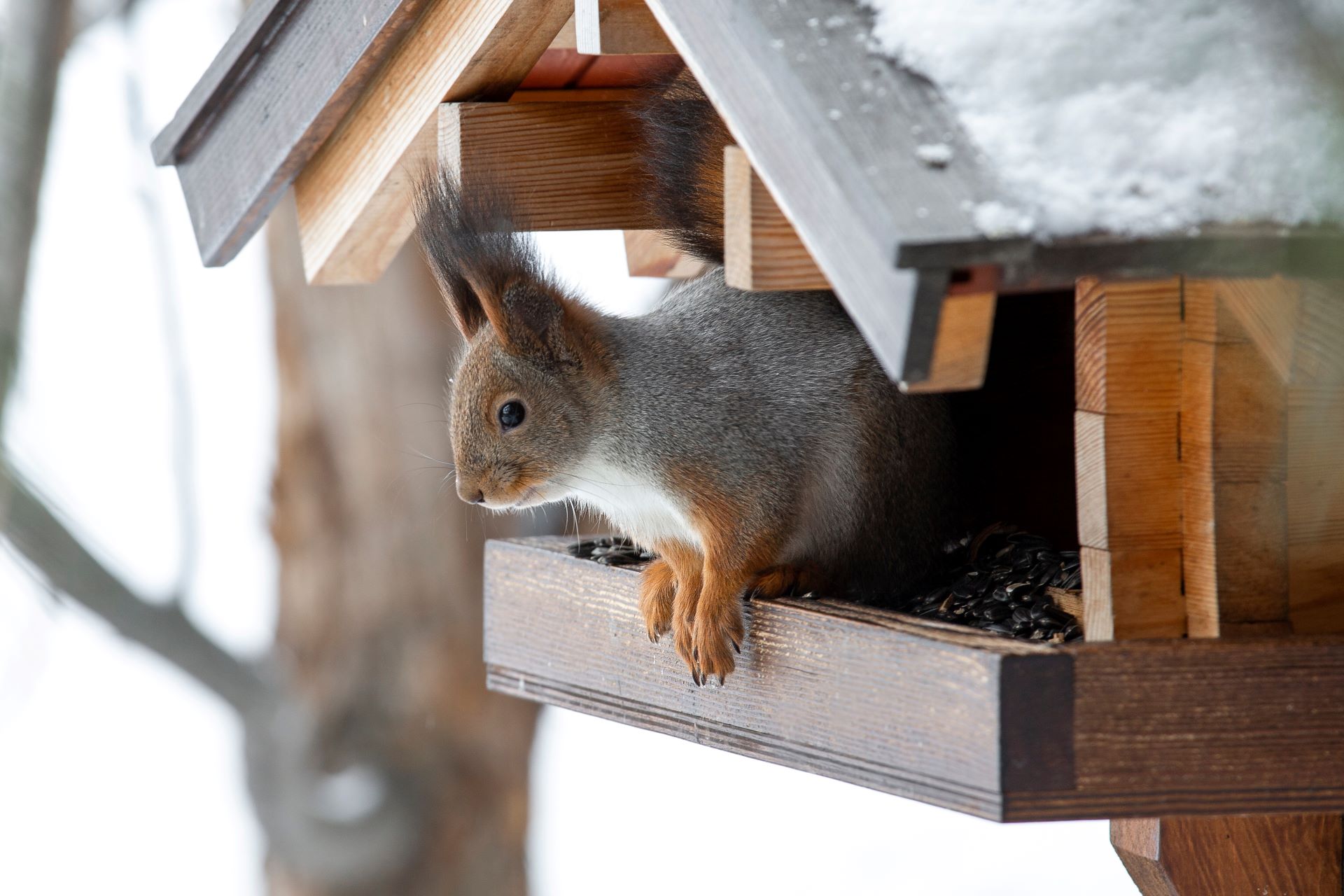 Zu sehen ist ein Eichhörnchen, dass im Winter in einem Futterhaus sitzt.