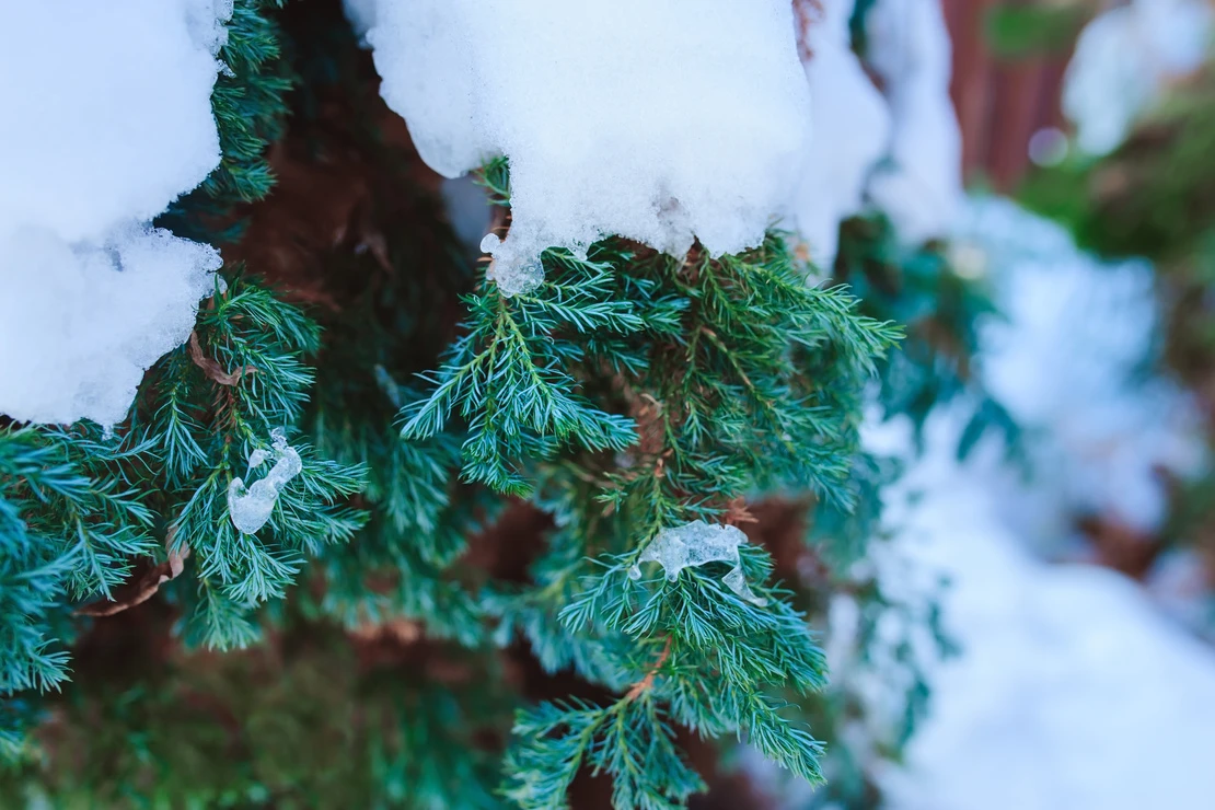 Garten im Januar: Schnee auf Wacholderzweigen. Foto: AdobeStock_mashiki