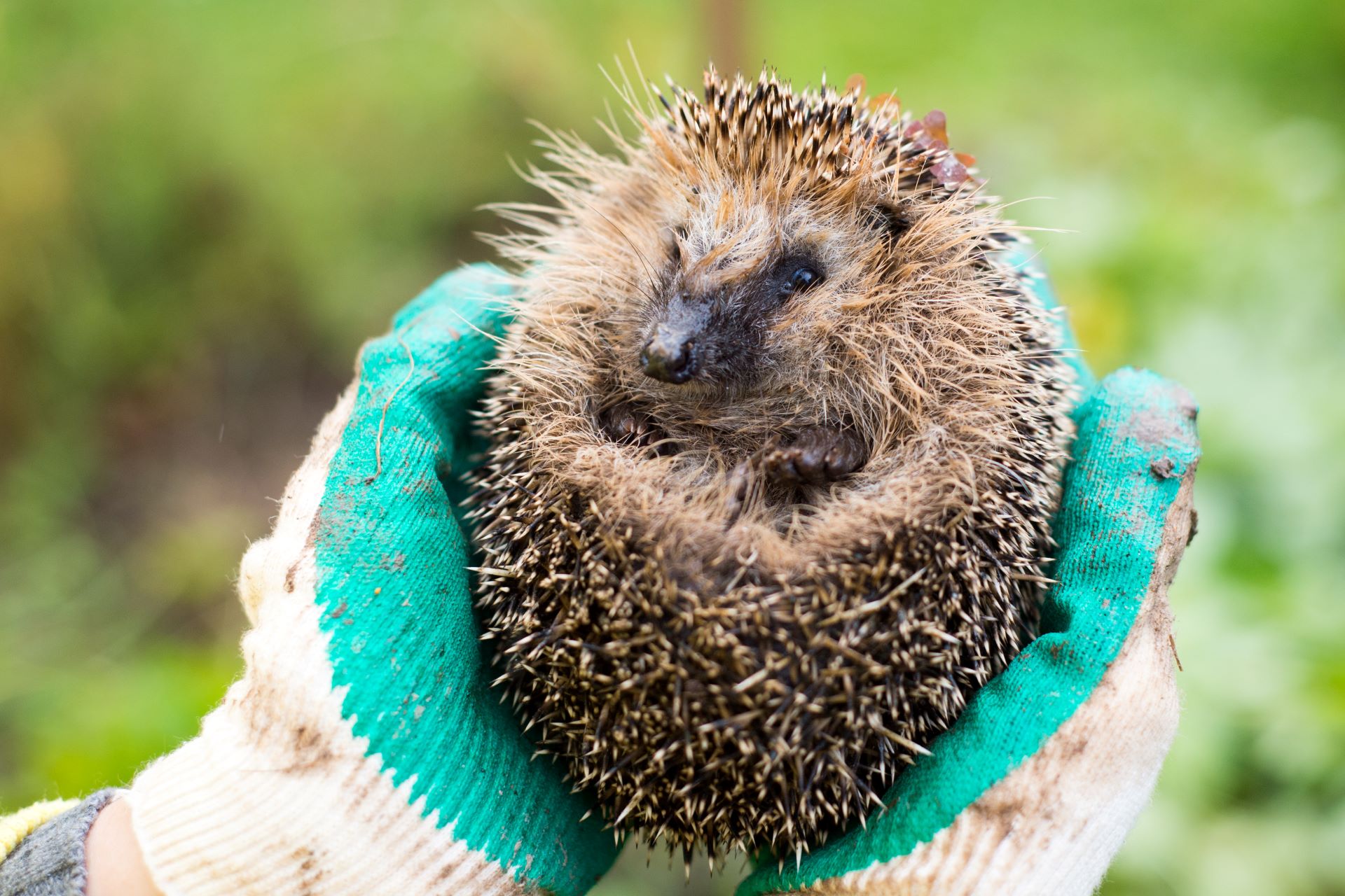 Zu sehen sind zwei Hände in Gartenhandschuhen, die einen eingerollten Igel tragen.