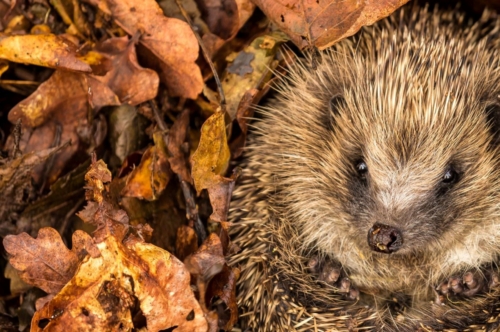 Ein eingerollter Igel in einem Blätterhaufen