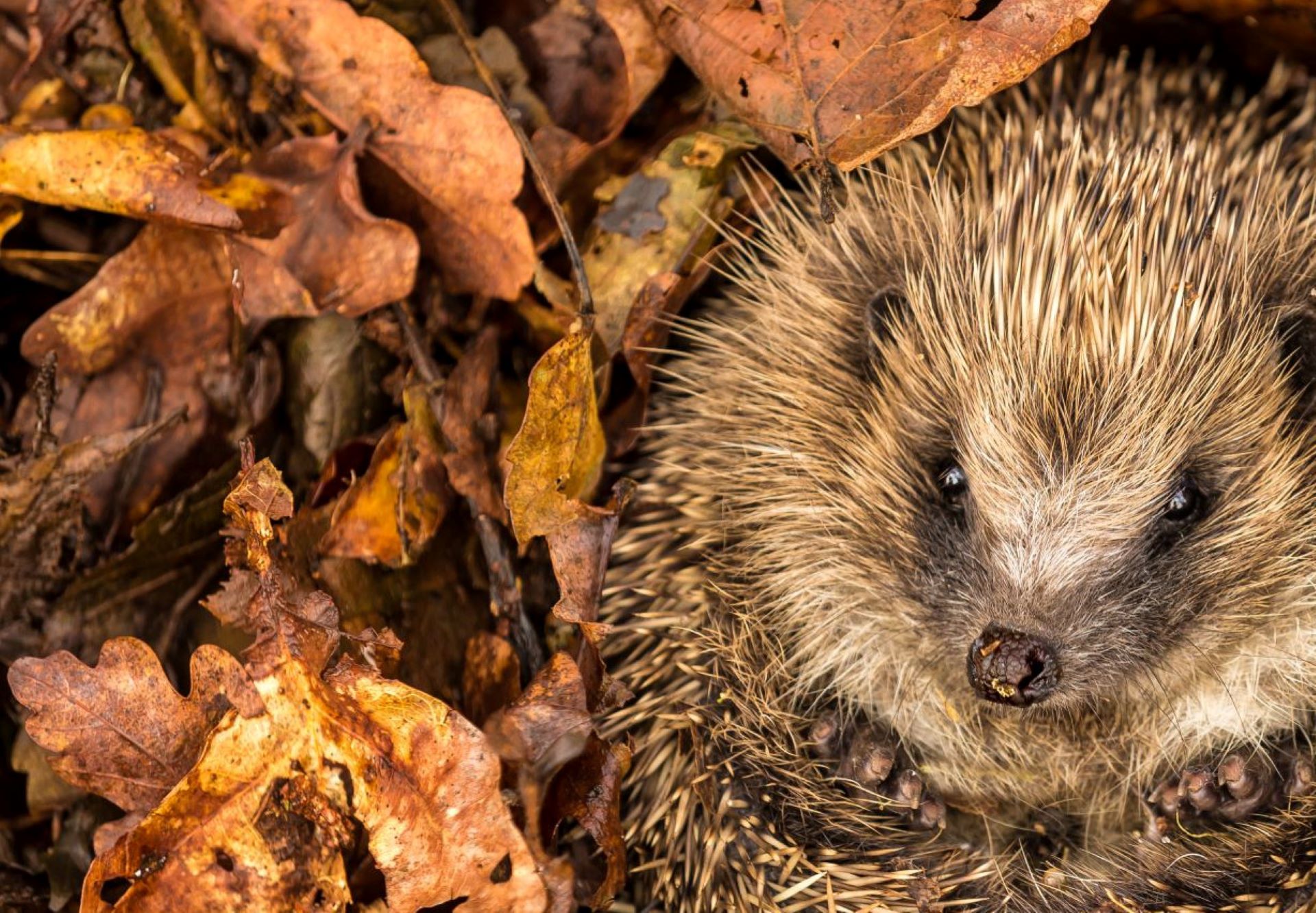 Ab Wann Gehen Schildkröten In Den Winterschlaf Igel aus Winterschlaf geweckt: So helfen Sie dem Tier | GartenFlora
