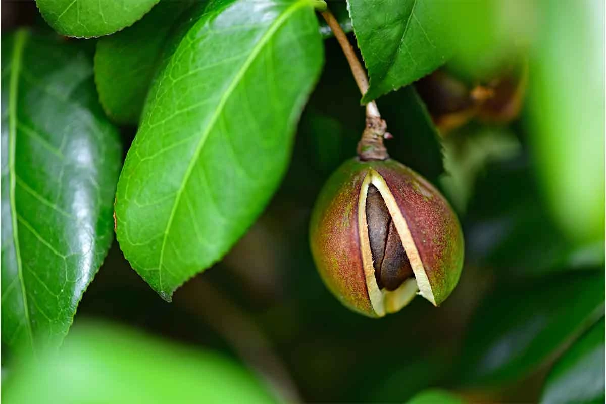 Die braune Schale einer Kamelienfrucht öffnet sich und gibt den Samen frei. [Foto: AdobeStock_funato]