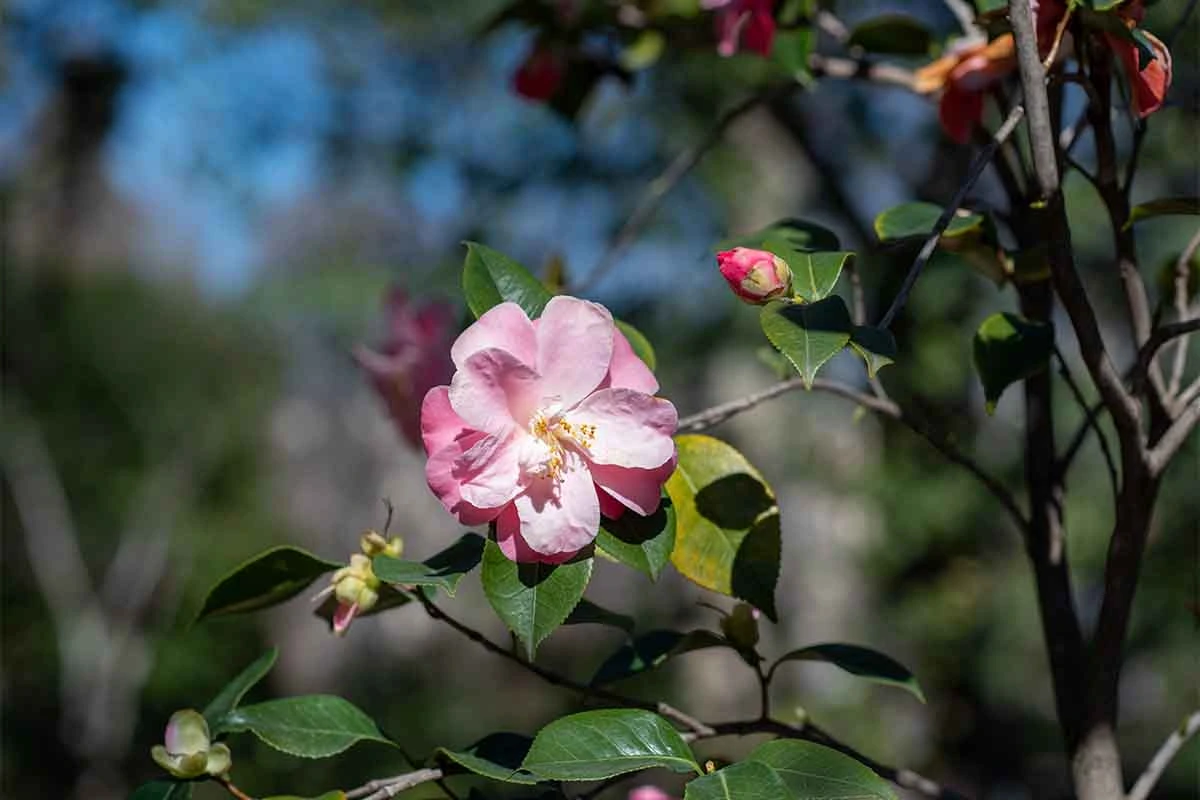 Rosafarbene Kamelie in einem Garten in der Sonne [Foto: AdobeStock_Marina]