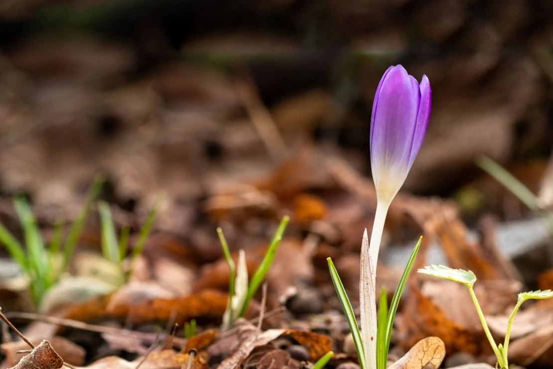 Ein Krokus mit einer violettfarbenen Blüte wächst auf laubbedecktem Boden. Foto: AdobeStock_Bruno