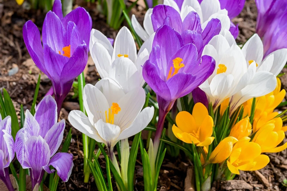 Lilafarbene, weiße und gelbe Krokusse. Foto: AdobeStock_V.-J.-Matthew