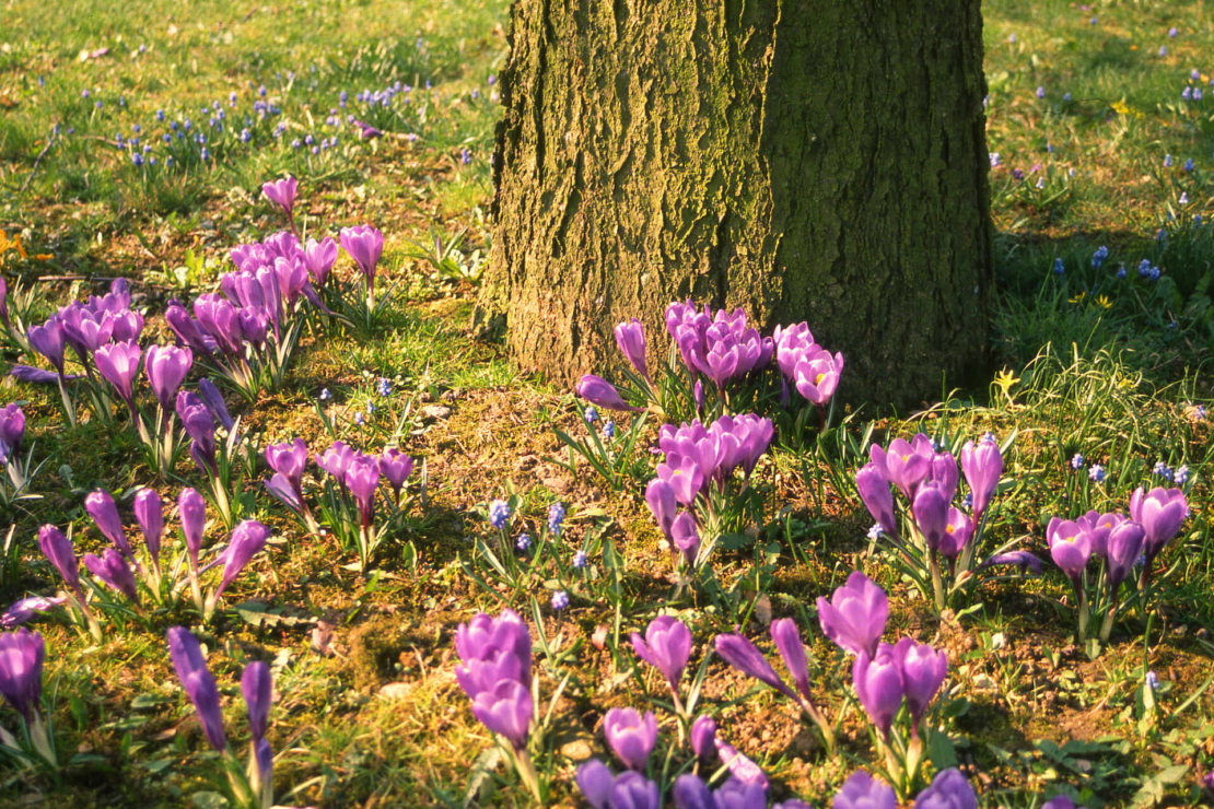Violettblühende Krokuspflanzen wachsen an einem Baumstamm. Foto: AdobeStock_WernerHilpert