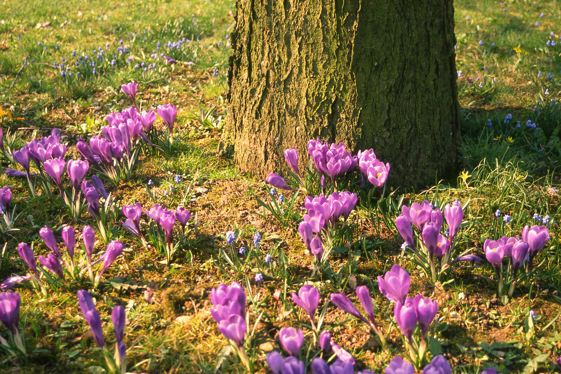 Krokusse pflanzen im Frühjahr Geht das? GartenFlora