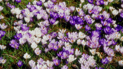 Violett- und weißblühende Krokusse wachsen auf einer Rasenfläche, von oben fotografiert. Foto: AdobeStock_WernerHilpert