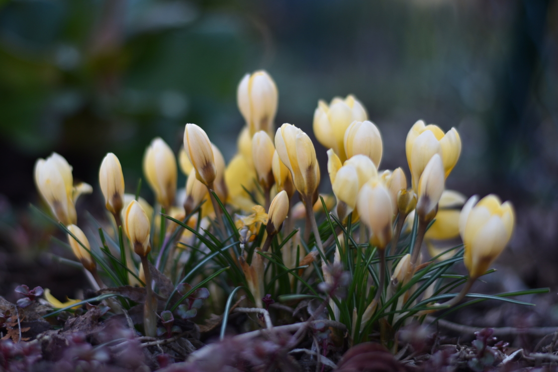 Gelbblühende Krokusse. Foto: AdobeStock_summersum