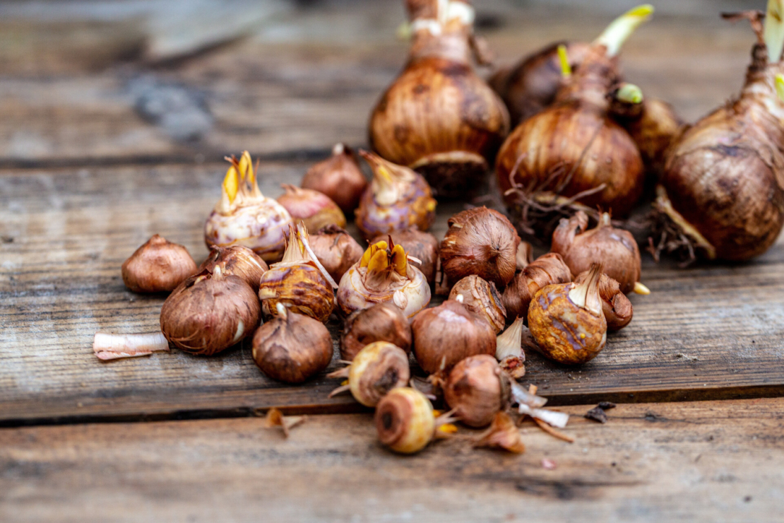 Krokuszwiebeln auf einem Holztisch. Foto: AdobeStock_Olga