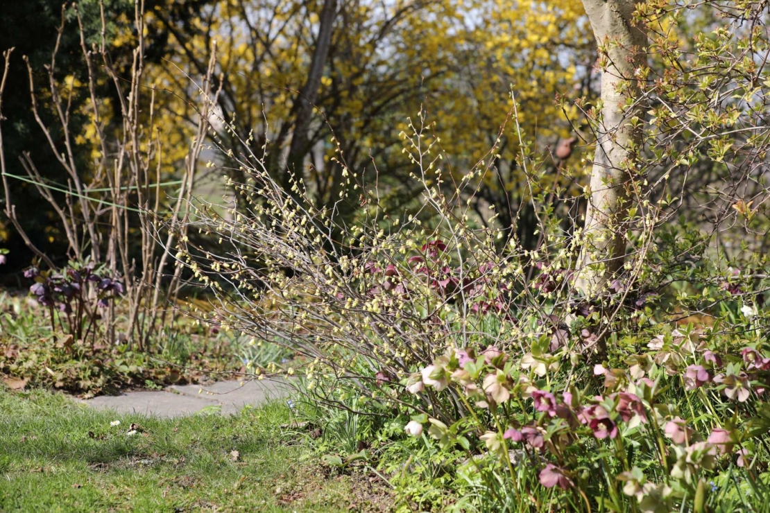 Blühende Scheinhasel zusammen mit blühenden Christ- und Lenzrosen als Baumunterpflanzung. [Foto: © GartenFlora/Ina Volmer]