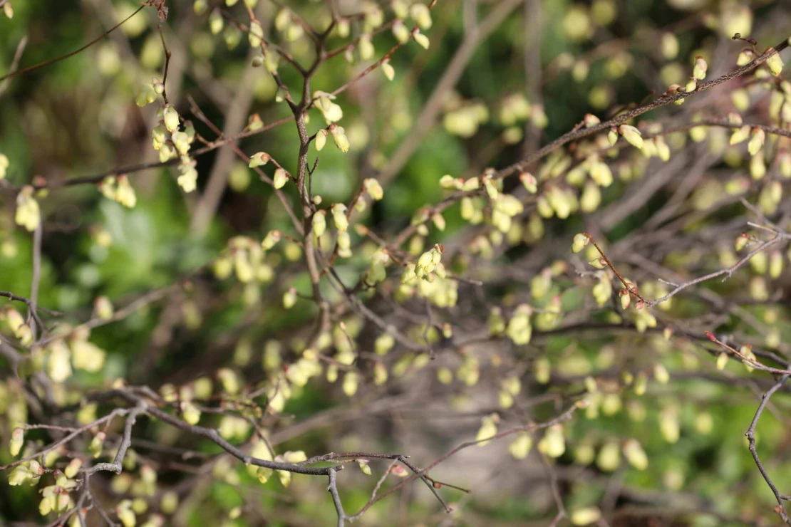 Zweige der Scheinhasel mit hellgelben Knospen. [Foto: © GartenFlora/Ina Volmer]