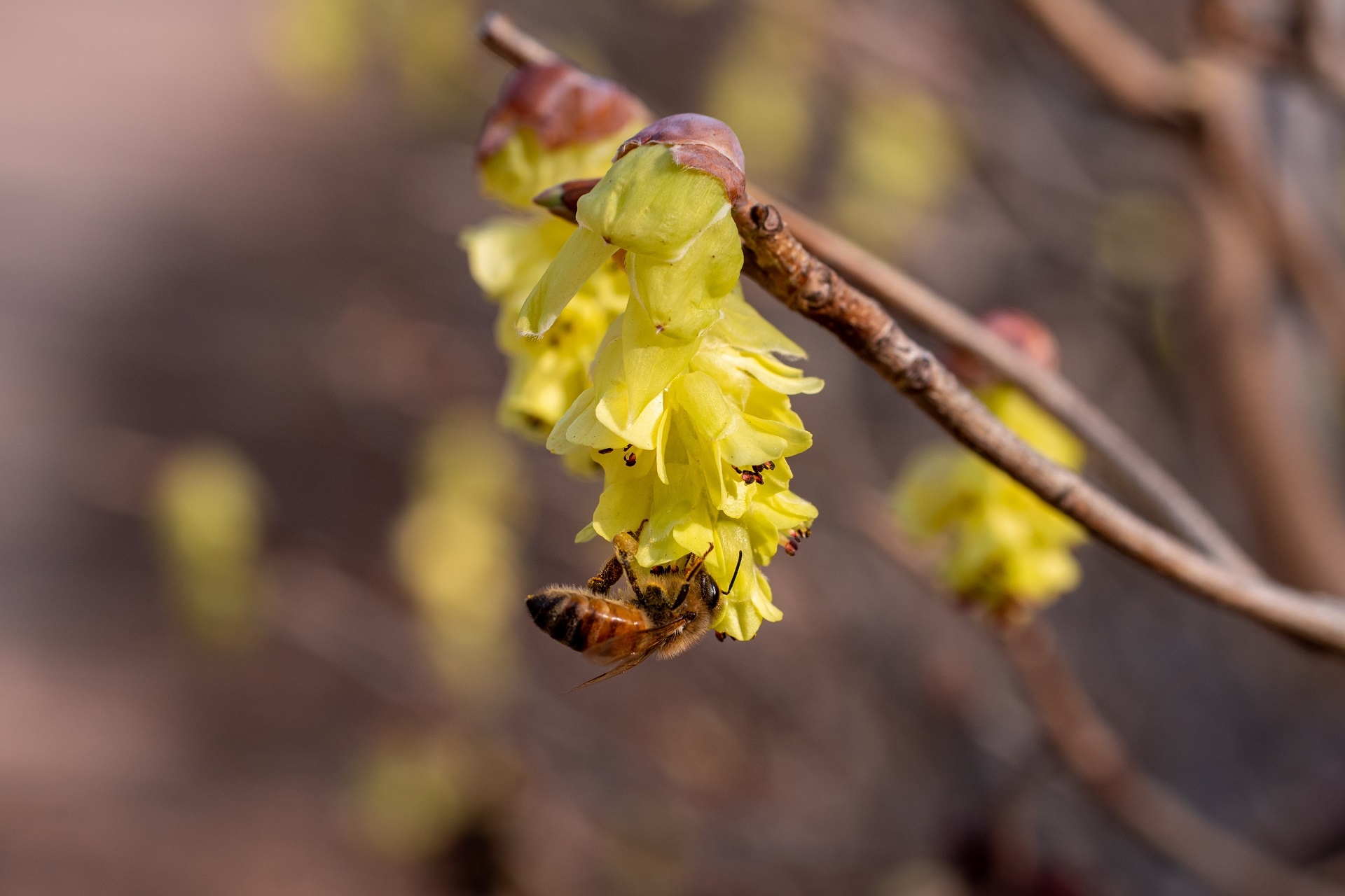 Eine Biene sammelt kopfüber Pollen an einer Blüte einer Koreanischen Scheinhasel (Corylopsis coreana). Im unscharfen Hintergrund sind weitere hellgelbe Blütenrispen zu erahnen.