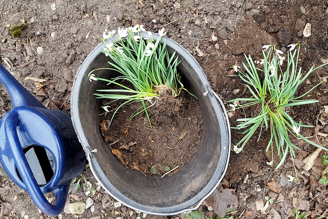 Bild von oben: Aus der Erde genommene Schneeglöckchen befinden sich in einem mit Erde gefüllten schwarzen Eimer. Rechts daneben wachsen weitere blühende Schneeglöckchen, links im Bild eine blaue, mit Wasser gefüllte, Gießkanne. Foto: AdobeStock_Doris Gräf