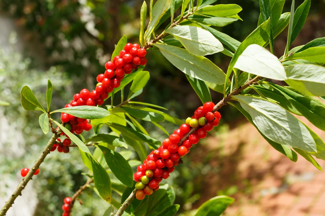 Rote Beeren am Echten Seidelbast. [Foto: AdobeStock_-Schlesier]