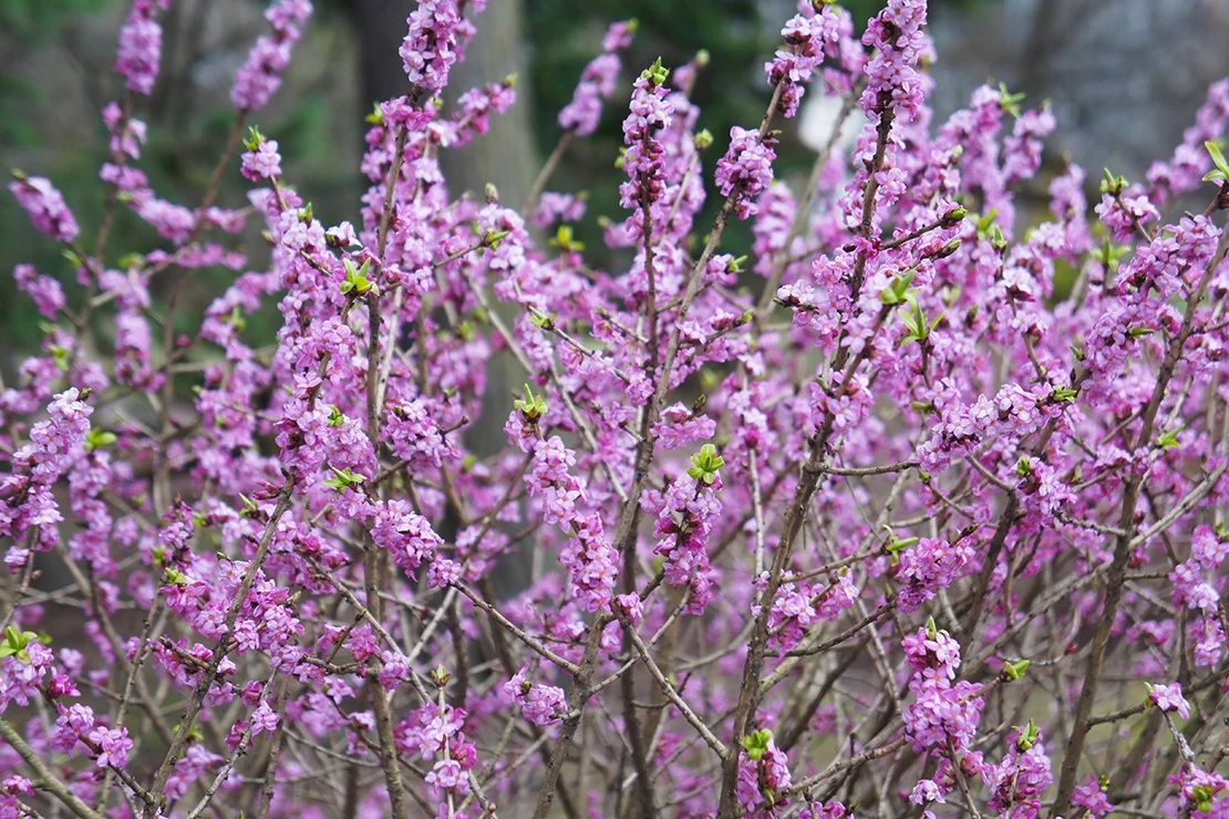 Das Bild zeigt einen blühenden Seidelbast-Strauch mit zahlreichen kleinen, leuchtend rosa bis violetten Blüten, die dicht an den kahlen Zweigen wachsen. Einige grüne Blätter beginnen gerade erst zu sprießen. 